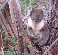 Stringybark Hills Retreat - Mackay Tourism