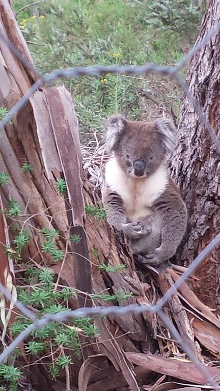 Stringybark Hills Retreat - Mackay Tourism 0