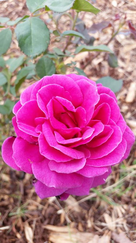 Birch Lane - Mackay Tourism 36