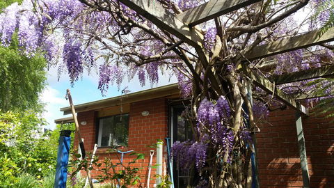 Birch Lane - Mackay Tourism 42