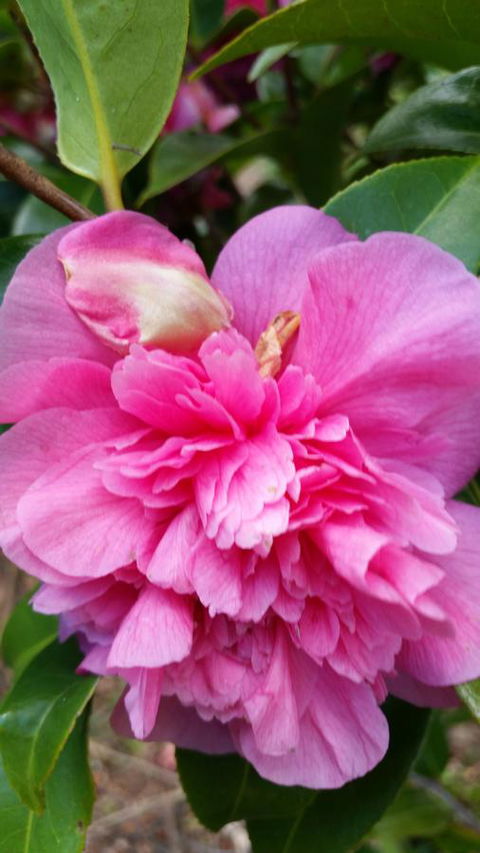 Birch Lane - Mackay Tourism 38