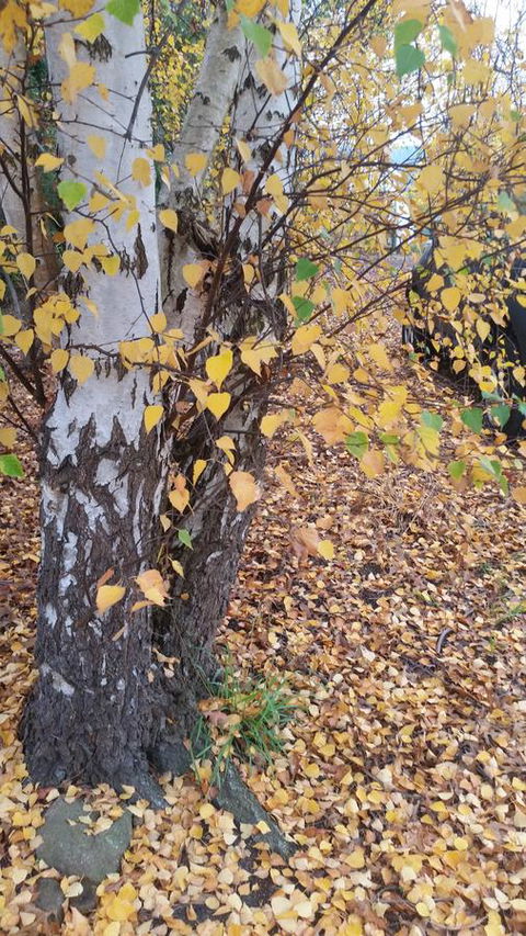 Birch Lane - Mackay Tourism 43