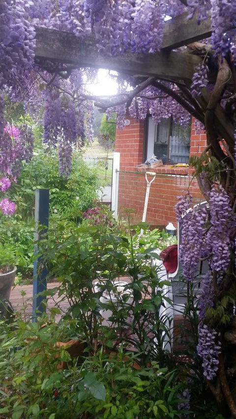 Birch Lane - Mackay Tourism 41