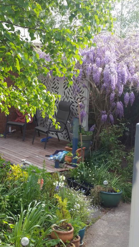 Birch Lane - Mackay Tourism 44