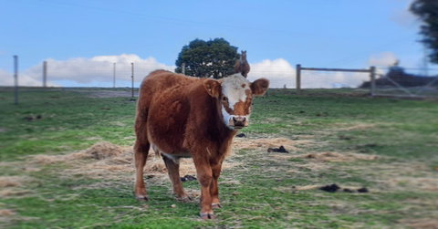 Lockleigh Park - Mackay Tourism 18