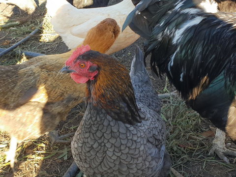 Lockleigh Park - Mackay Tourism 27