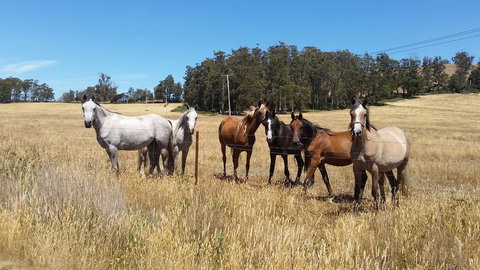Lockleigh Park - Mackay Tourism 28