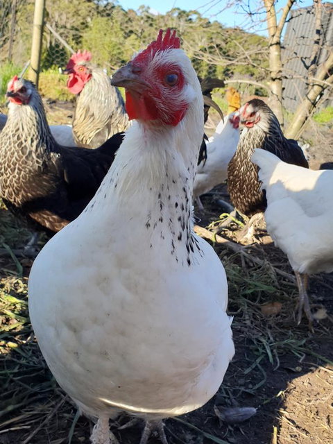 Lockleigh Park - Mackay Tourism 26