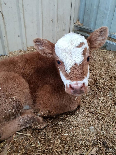 Lockleigh Park - Mackay Tourism 25