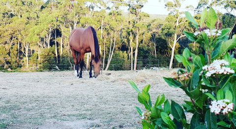 Lockleigh Park - Mackay Tourism 20