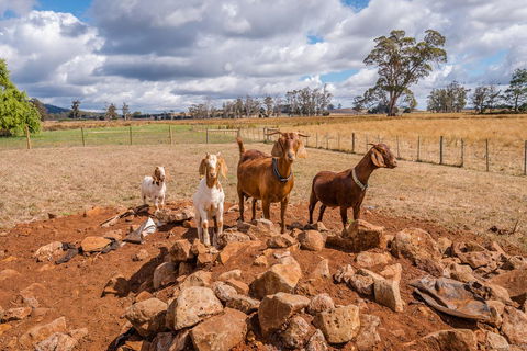 Glencoe Country Bed And Breakfast - Mackay Tourism 36
