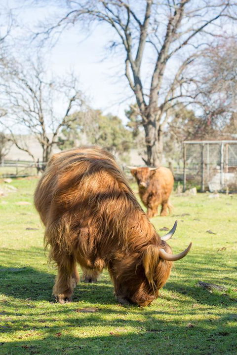 Ratho Farm - Mackay Tourism 4