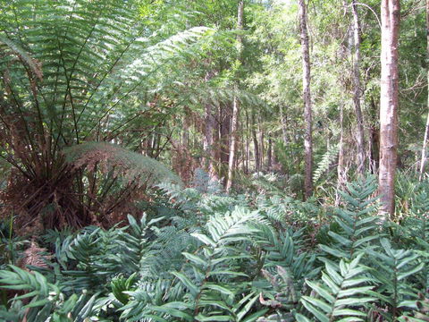St. Pauls Bed & Breakfast - Mackay Tourism 15