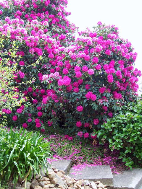 St. Pauls Bed & Breakfast - Mackay Tourism 2