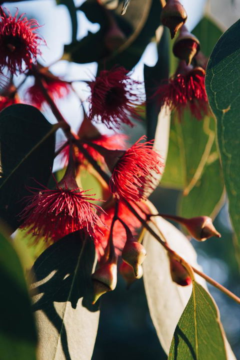 Dunkeld Studio Accommodation - Mackay Tourism 20