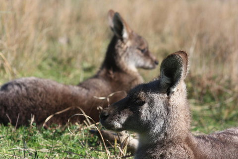 Halls Gap Lakeside Tourist Park - Mackay Tourism 2