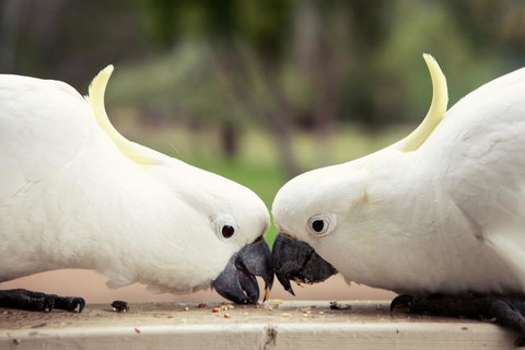 Halls Gap Lakeside Tourist Park - Mackay Tourism 9