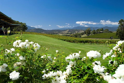 Balgownie Estate Yarra Valley - Mackay Tourism 36
