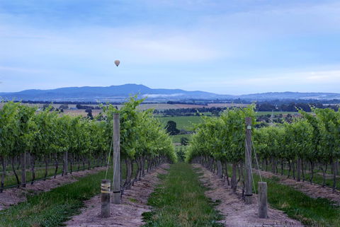 Balgownie Estate Yarra Valley - Mackay Tourism 37