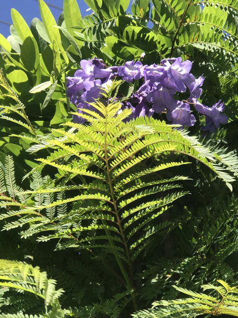 CROWN CENTRAL BUSINESS DISTRICT MOTEL - NO UNDER 18s - Mackay Tourism 10