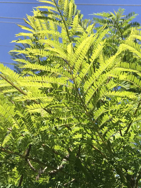 CROWN CENTRAL BUSINESS DISTRICT MOTEL - NO UNDER 18s - Mackay Tourism 9