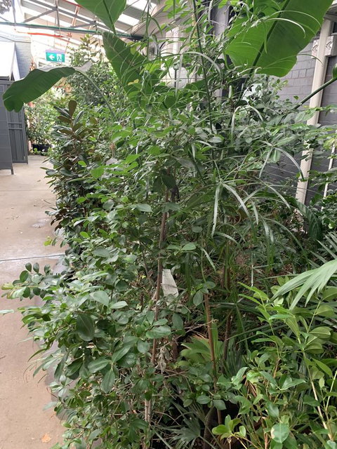 CROWN CENTRAL BUSINESS DISTRICT MOTEL - NO UNDER 18s - Mackay Tourism 5