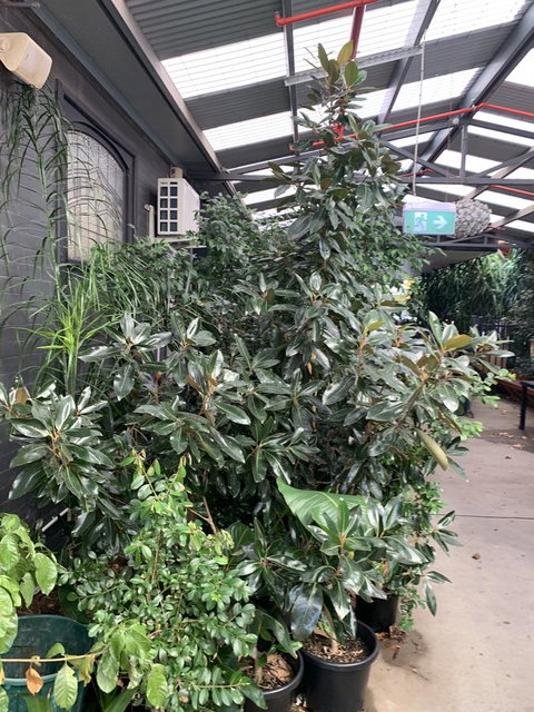 CROWN CENTRAL BUSINESS DISTRICT MOTEL - NO UNDER 18s - Mackay Tourism 8