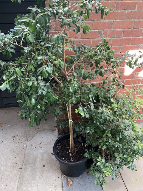 CROWN CENTRAL BUSINESS DISTRICT MOTEL - NO UNDER 18s - Mackay Tourism 7