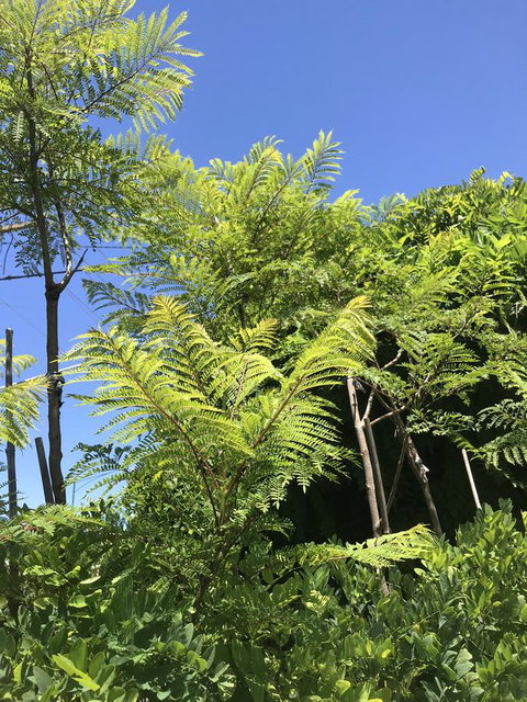 CROWN CENTRAL BUSINESS DISTRICT MOTEL - NO UNDER 18s - Mackay Tourism 11