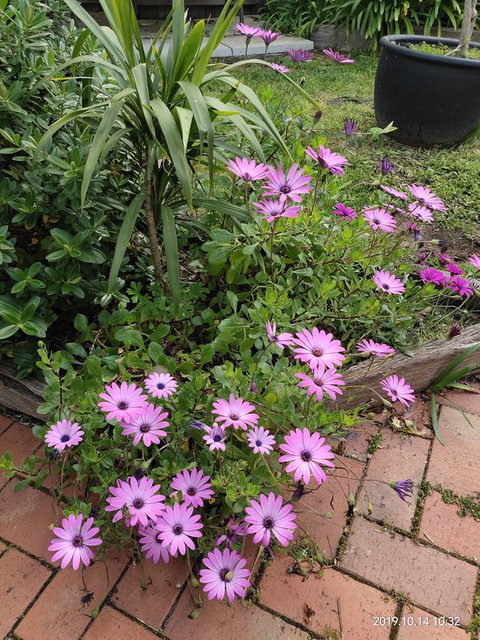 Coachman Motel And Holiday Units - Mackay Tourism 15