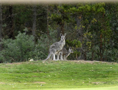 RACV Goldfields Resort - Mackay Tourism 20
