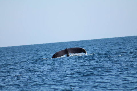 The Cove Holiday Village - Mackay Tourism 1