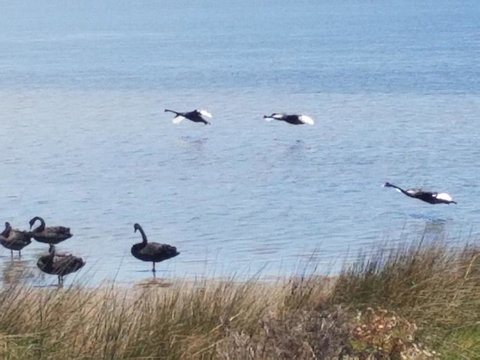 The DOLPHIN PLACE - Mackay Tourism 0