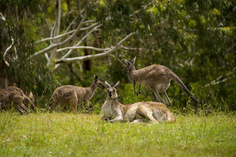 The Stirling Golf Club - Mackay Tourism 1