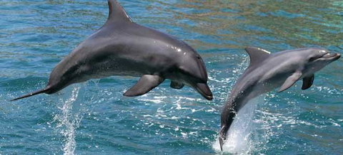 Venetian Canal 1 Bedroom Apartment - Mackay Tourism 2