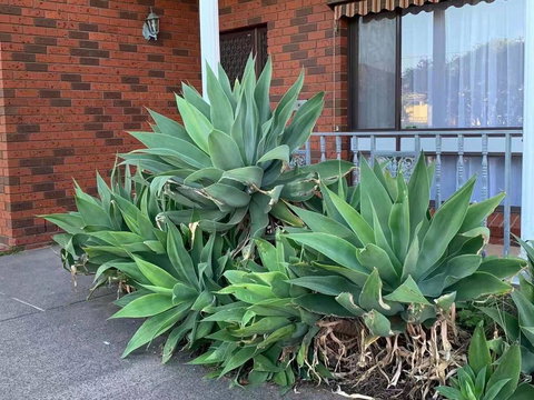 Vintage House In Bentleigh East - Mackay Tourism 1