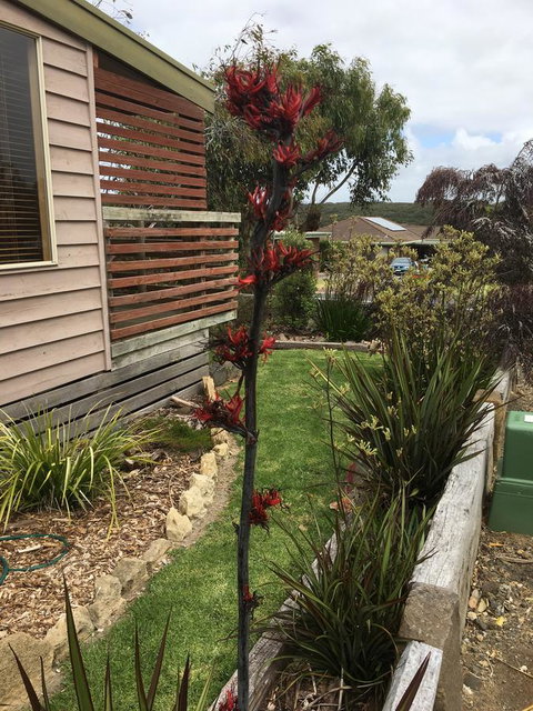 The PC Cottage - Mackay Tourism 31