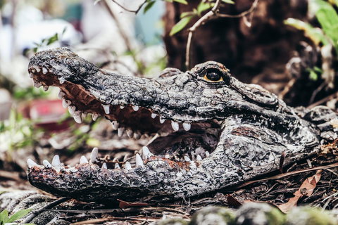 Cool Bananas Backpackers - Mackay Tourism 42