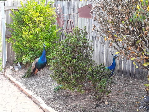 The Peacocks Nest - Mackay Tourism 42