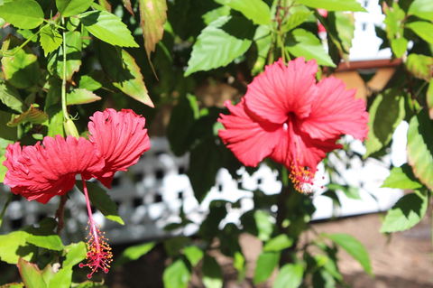 Amaroo On Mandalay, Magnetic Island - Mackay Tourism 35
