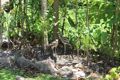 Amaroo On Mandalay, Magnetic Island - Mackay Tourism 40