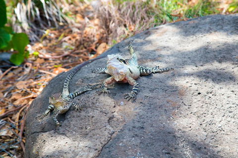 Rainbow Bay Backpackers - Mackay Tourism 21