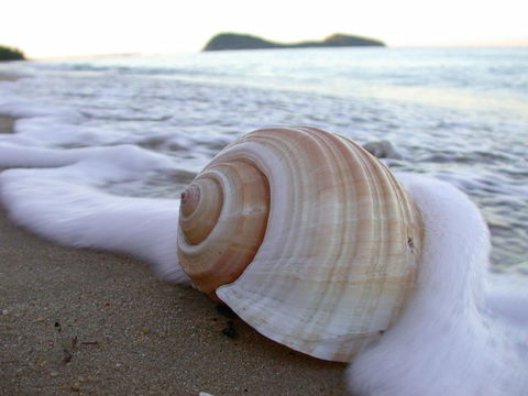 Argosy On The Beach - Mackay Tourism 18