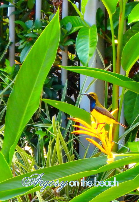 Argosy On The Beach - Mackay Tourism 17