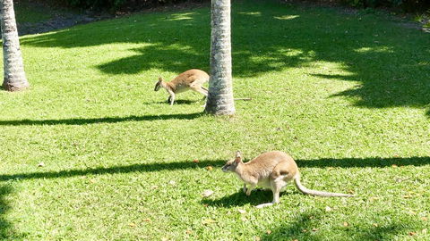 Argosy On The Beach - Mackay Tourism 15