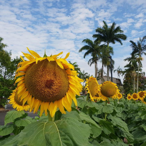 Palm Royale Cairns - Mackay Tourism 2