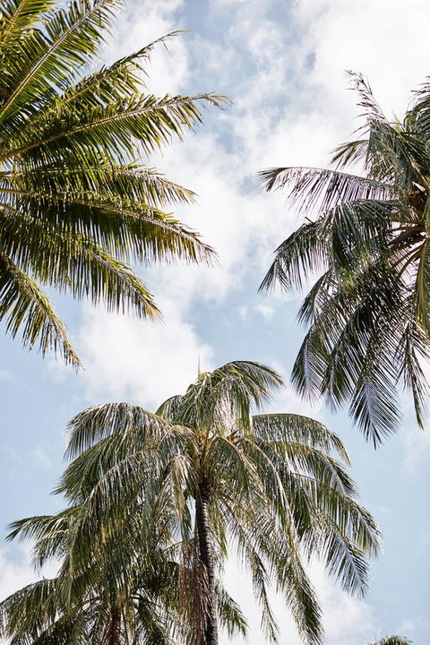Novotel Cairns Oasis Resort - Mackay Tourism 9