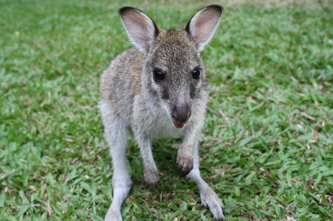 Boutique Bungalows - Mackay Tourism 22