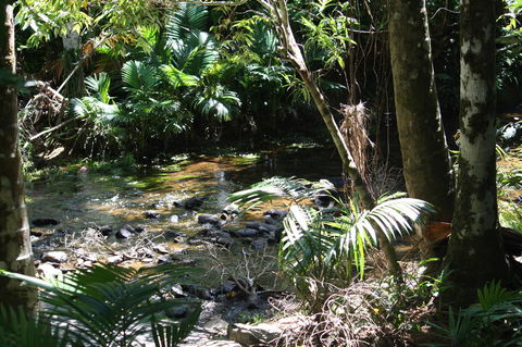 Boutique Bungalows - Mackay Tourism 18