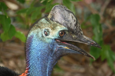 Boutique Bungalows - Mackay Tourism 27